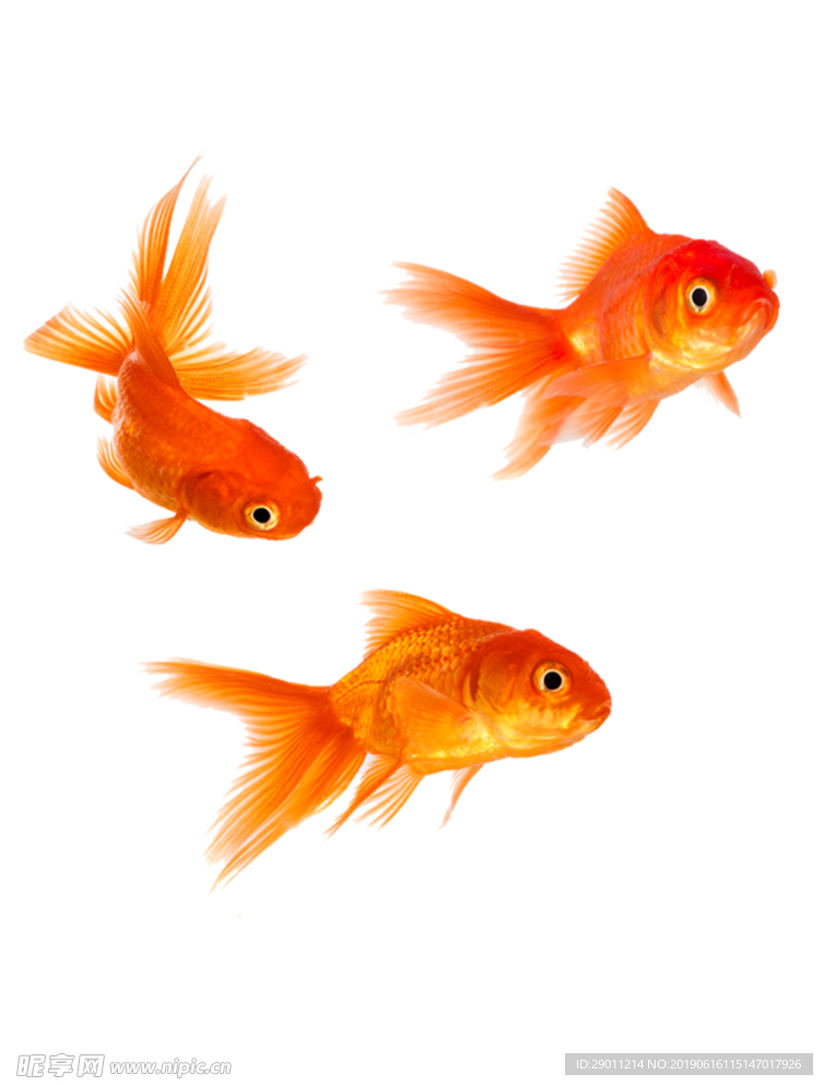 金魚(yú)素材