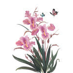 唯美手绘兰花植物和蝴蝶设计