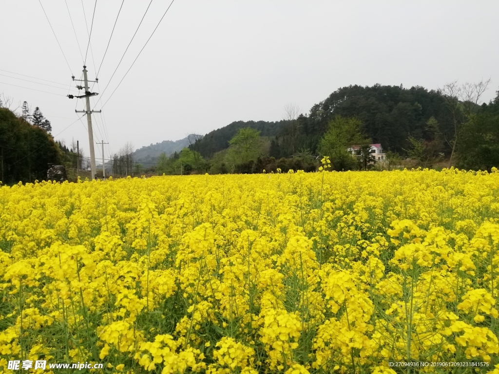 油菜花