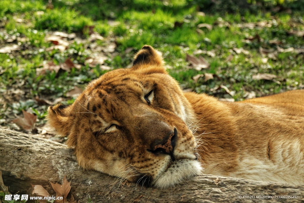 老虎 睡觉 的 虎 狮子
