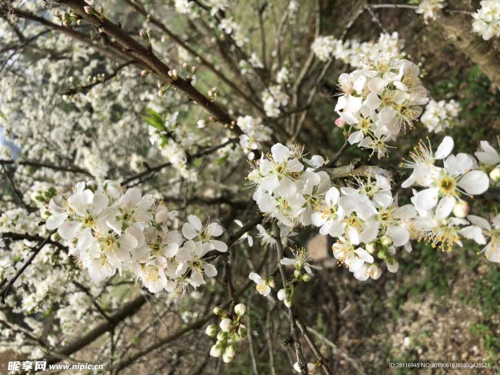 李花