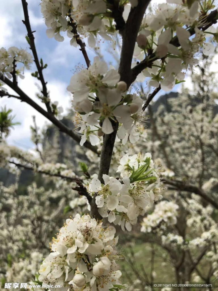 李花