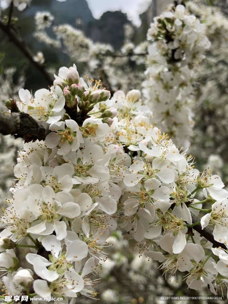李花