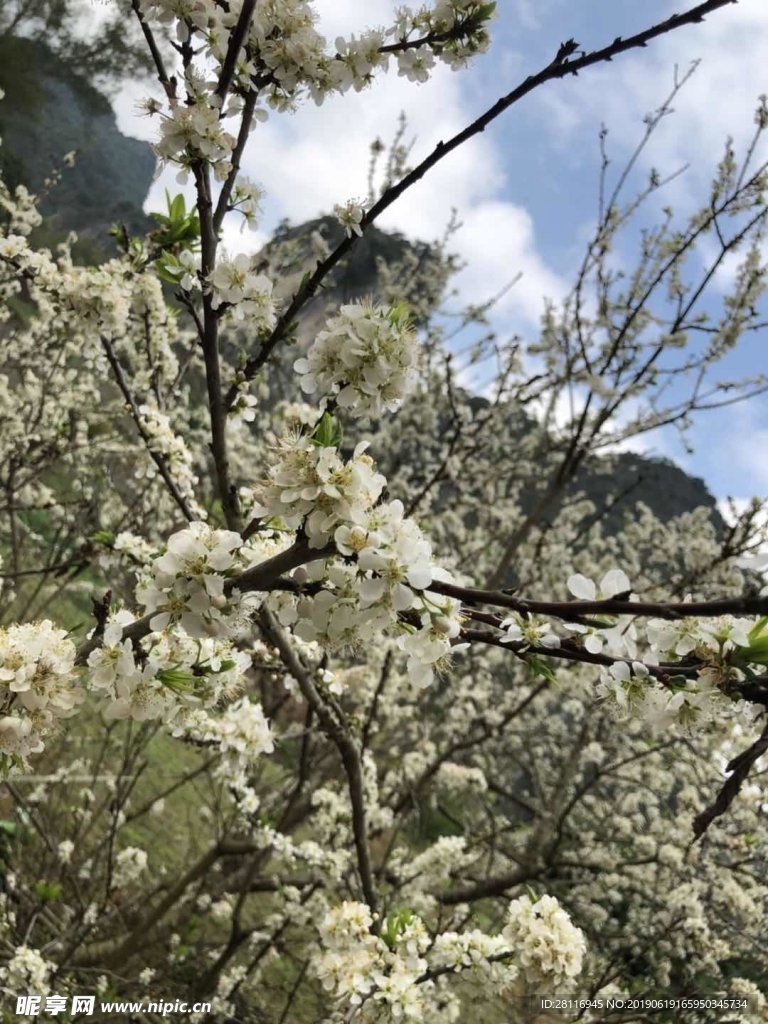 李花