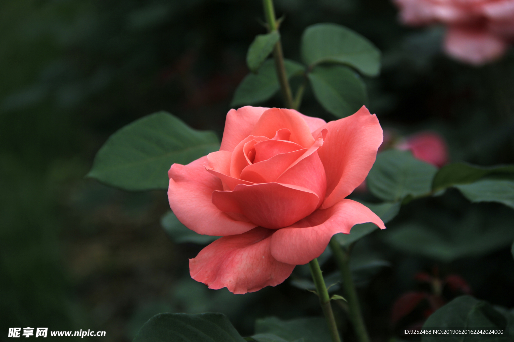 紅玫瑰花
