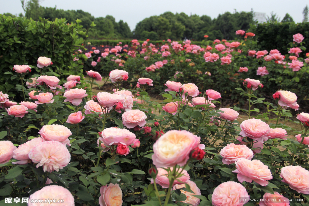 玫瑰花園