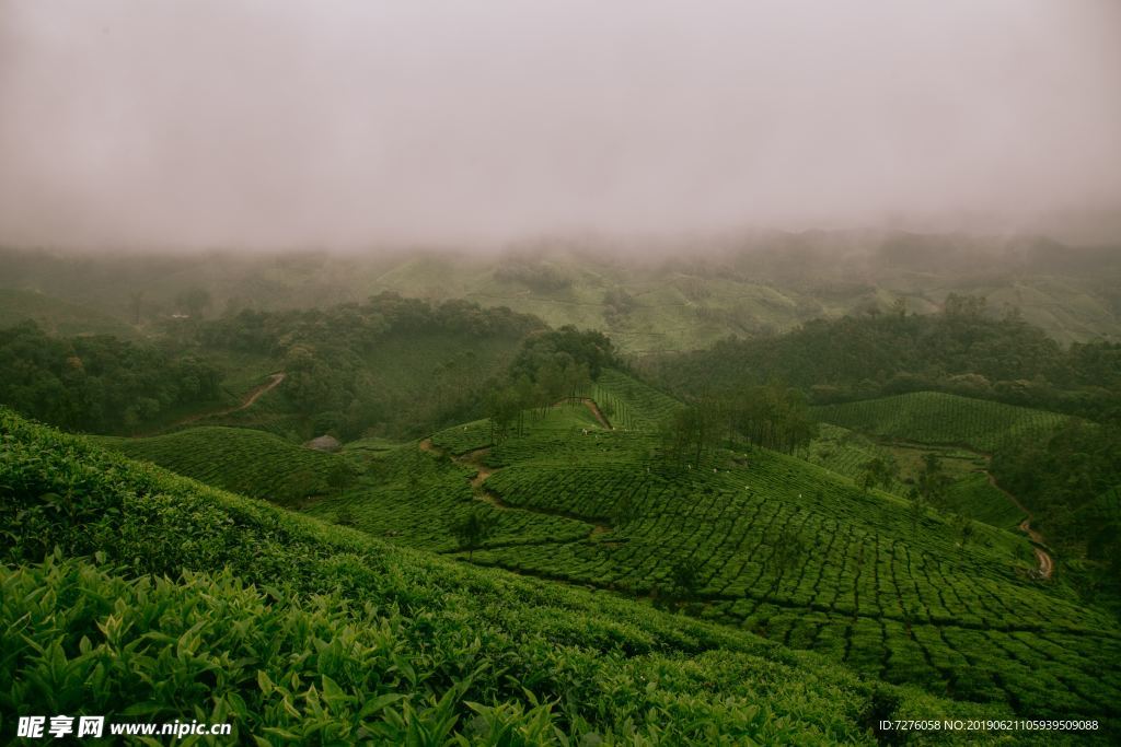 茶园茶山