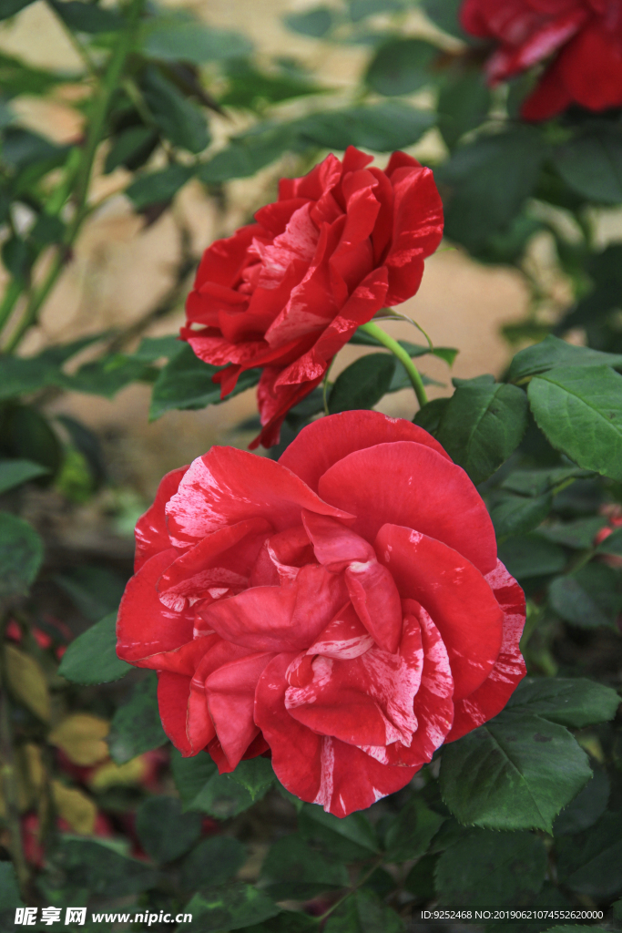 紅玫瑰花