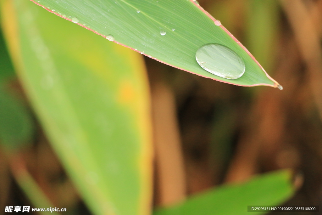 針葉雨珠