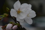 武汉大学 樱花季 樱花