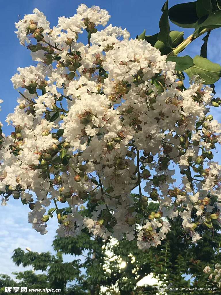 樹花