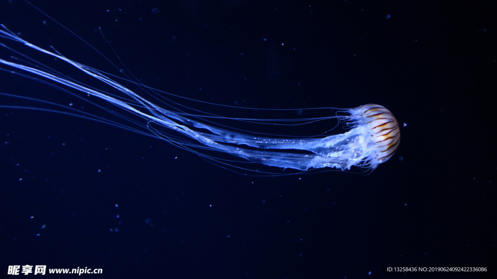 藍色水母海洋生物