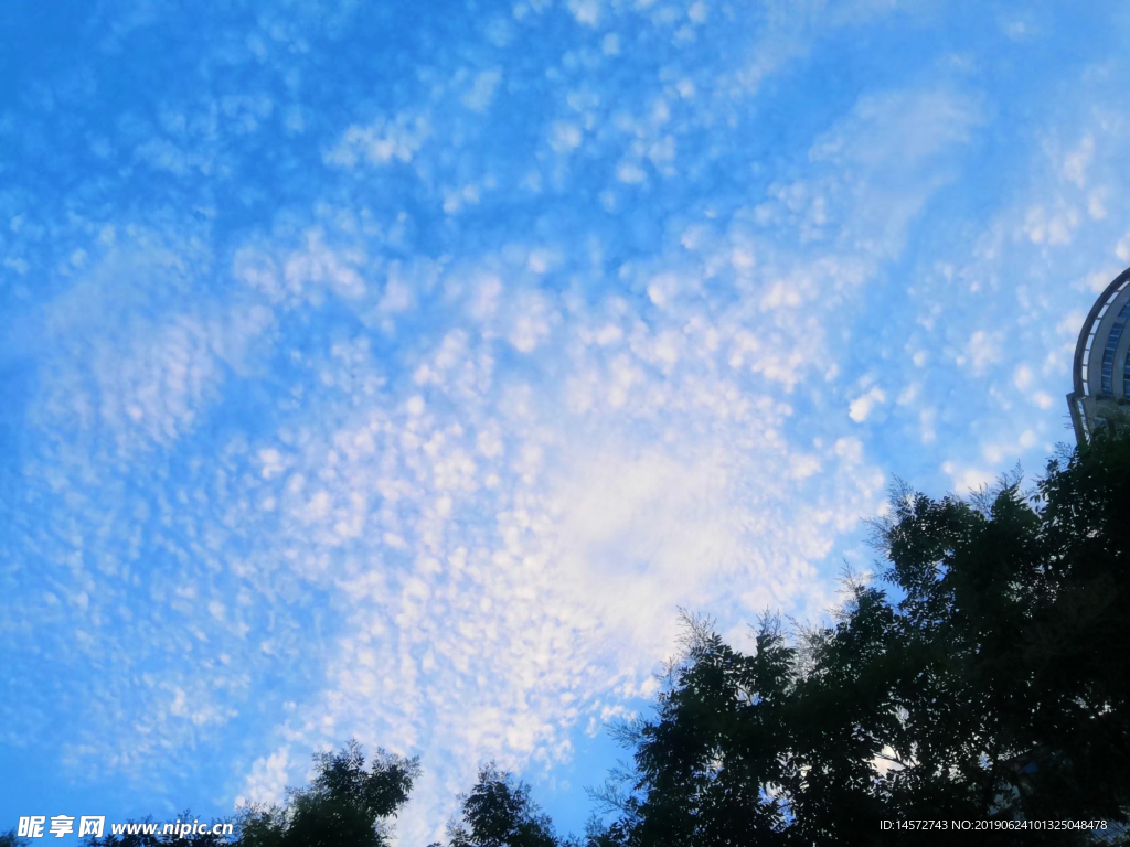 天空树叶剪影摄影图