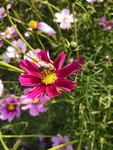 花 花朵 蜜蜂