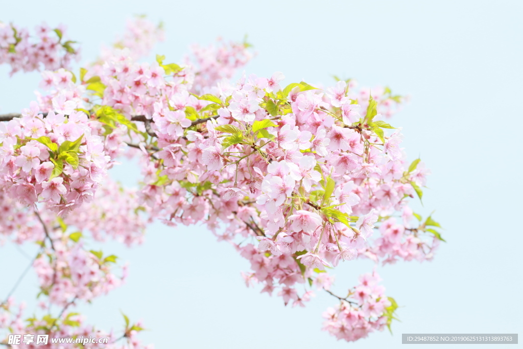 花卉 櫻花 實景圖 春天 素材