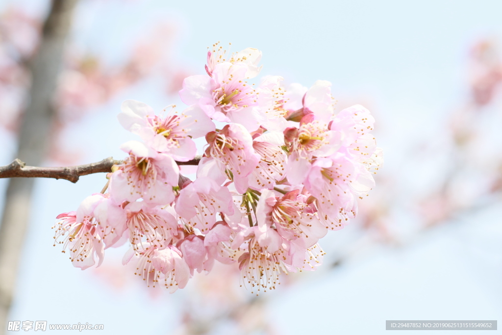 花卉 櫻花 實景圖 春天 素材