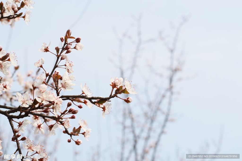花卉 櫻花 實景圖 春天 素材
