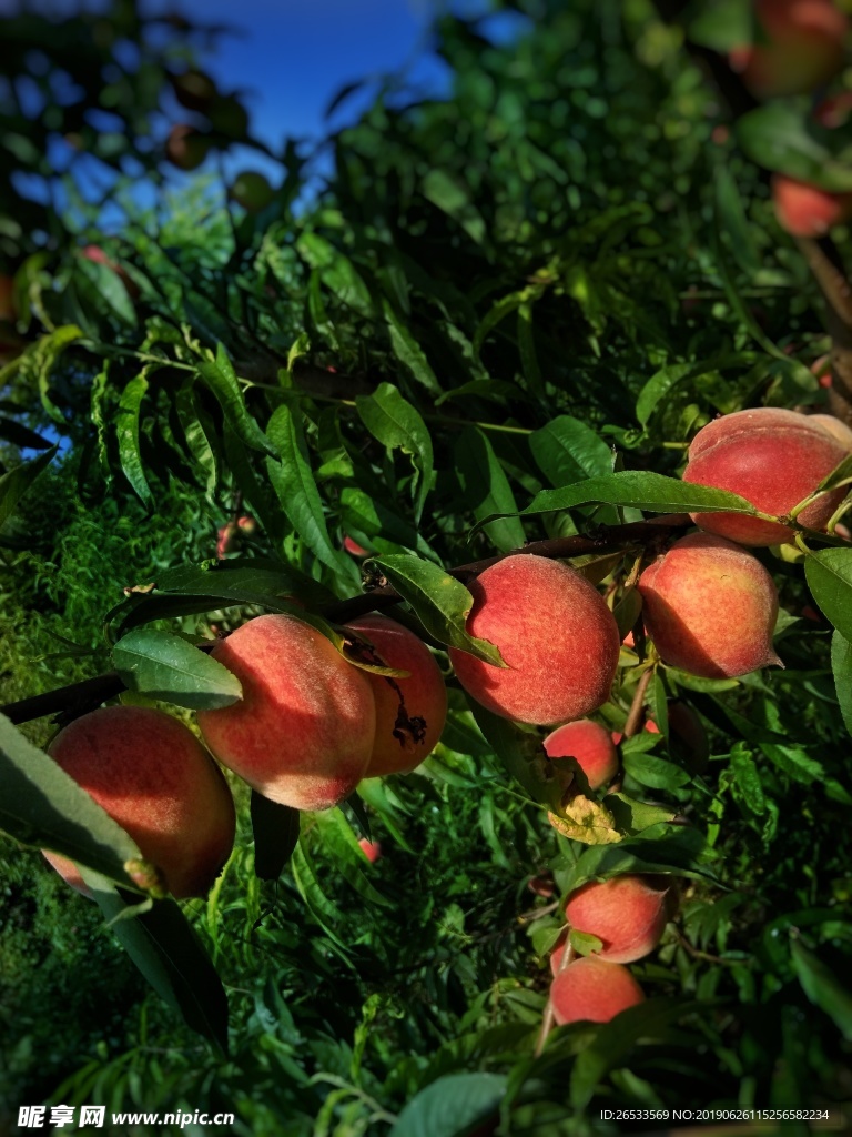 桃子 树 植物 鲜桃 图片素材
