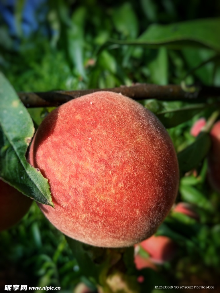 桃子 树 植物 鲜桃 图片素材
