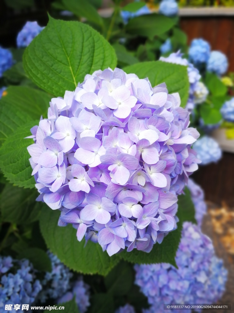 繡球花