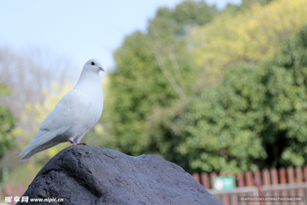 一只美丽的白色信鸽和平鸽平静