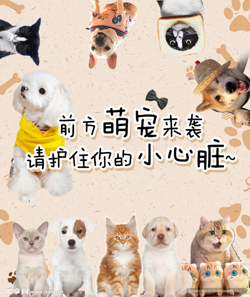 狗狗