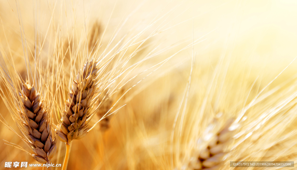 金色小麦丰收季