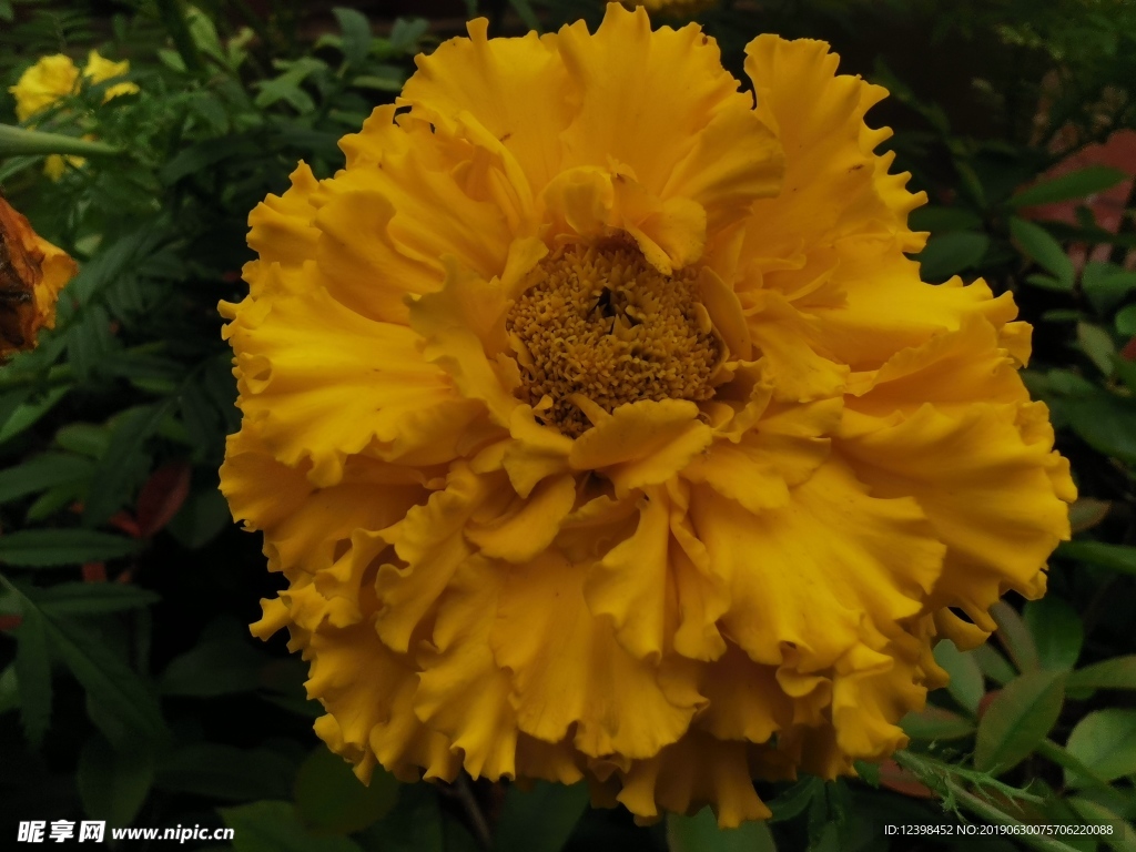 黃色鮮花