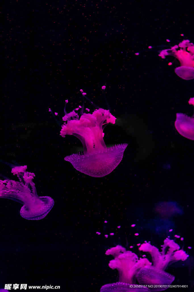 水母