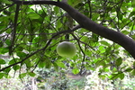 果树  柚子