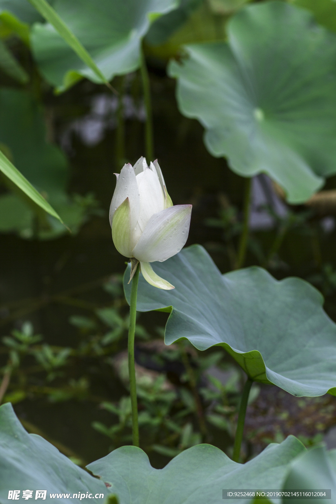 荷花素材