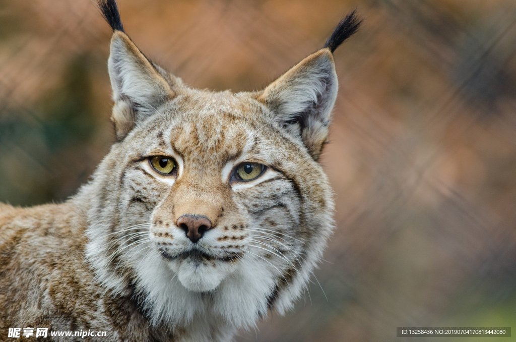野獸猞猁