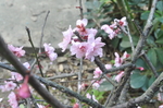 拍摄 桃 盛开花 叶子