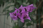 拍摄花 紫色三角梅