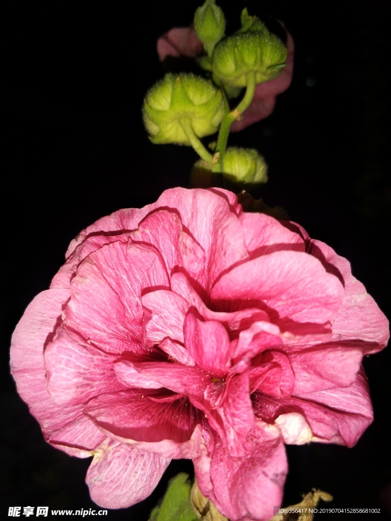 手巾花