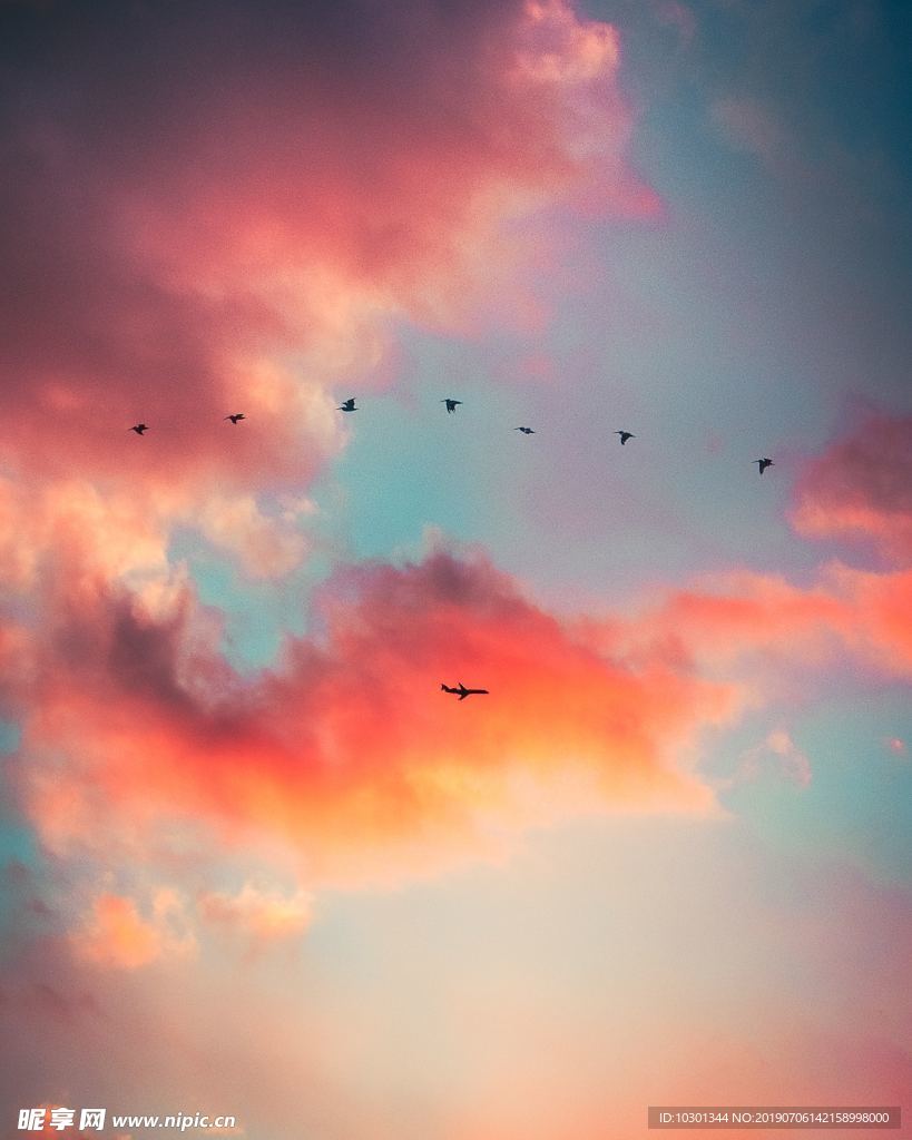 天空中的鸟和飞机