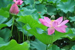 荷花園