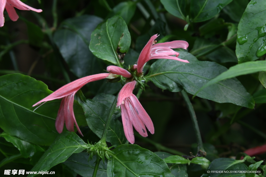 珊瑚花