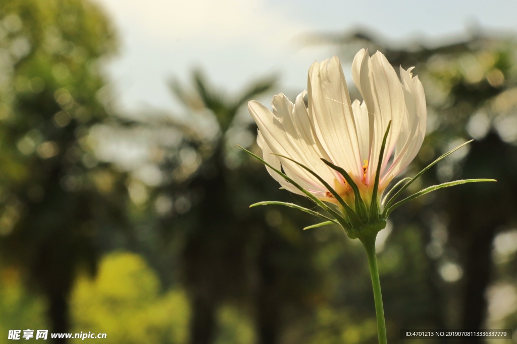 一朵白色的野菊花在阳光中