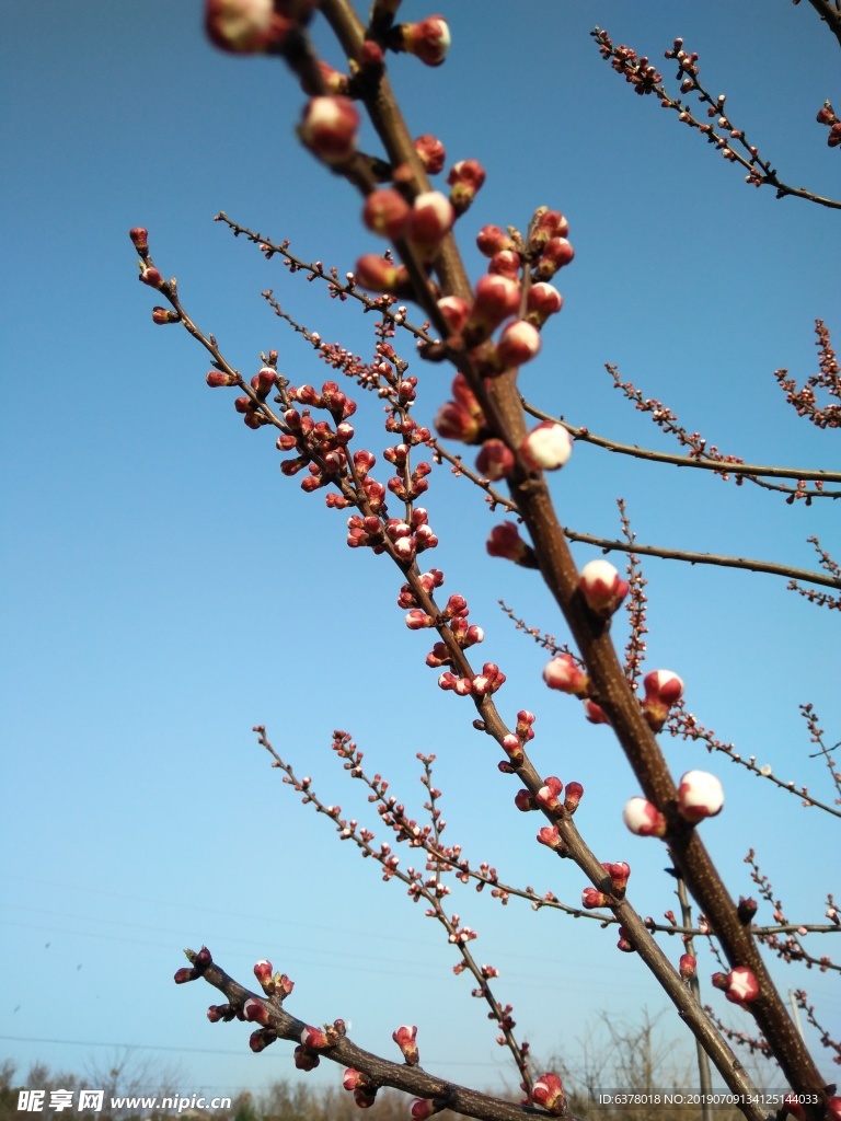 桃花 櫻花 白花 春天 鮮花