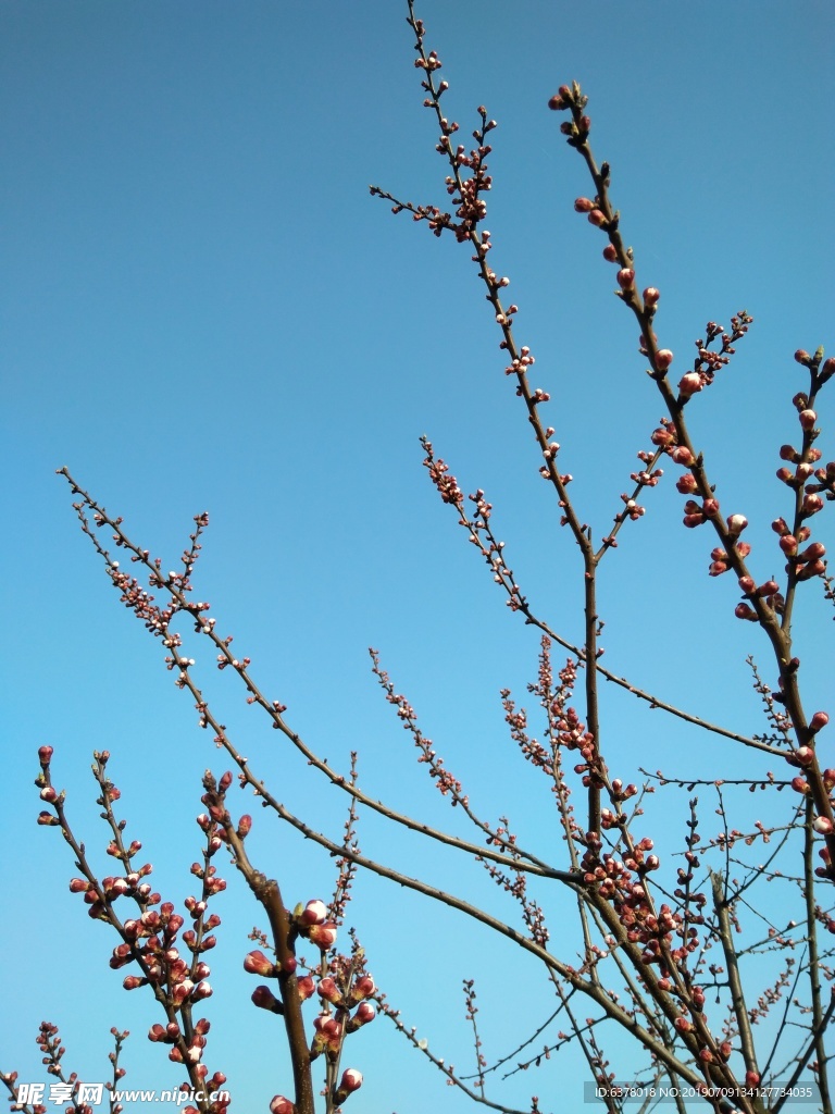 桃花 櫻花 白花 春天 鮮花