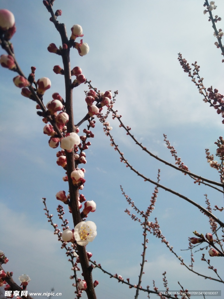 桃花 櫻花 白花 春天 鮮花