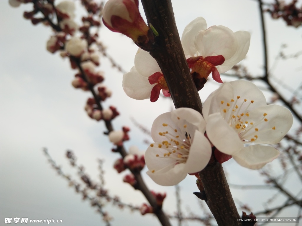 桃花 櫻花 白花 春天 鮮花