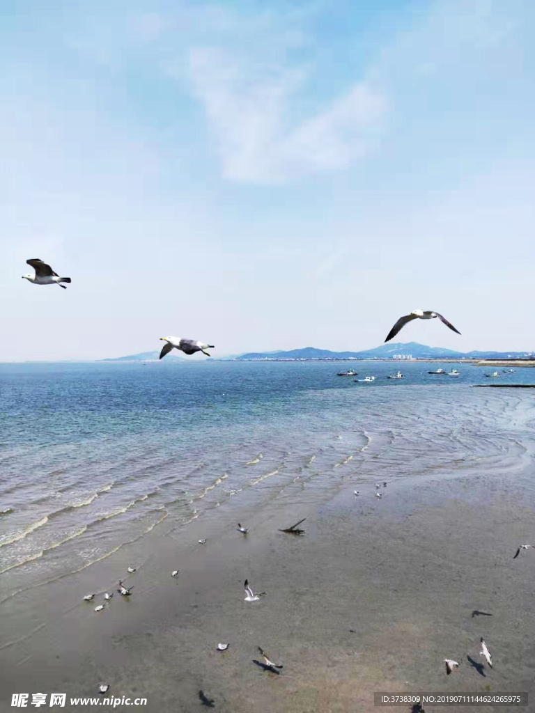 藍色大海 海鷗 素材