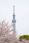日本 东京塔 日本 樱花