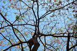 蓝天樱花树高清图片
