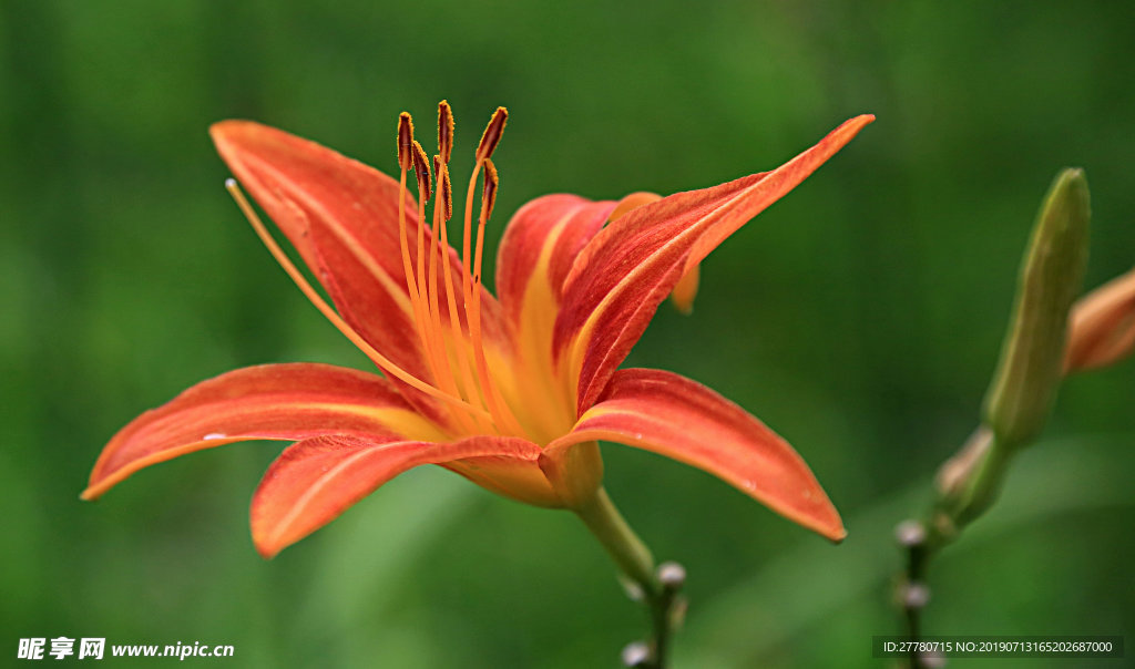 黄花菜