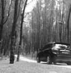 汽车穿过树林