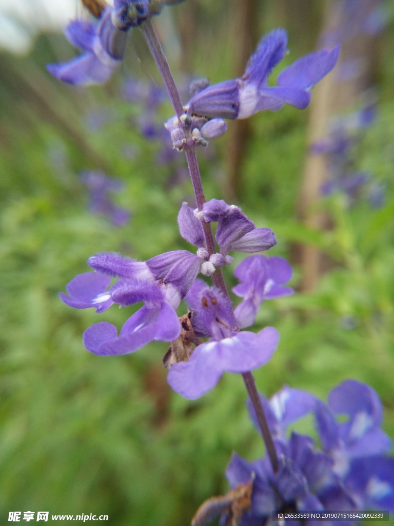 紫鼠尾 紫色的花 花 绿底