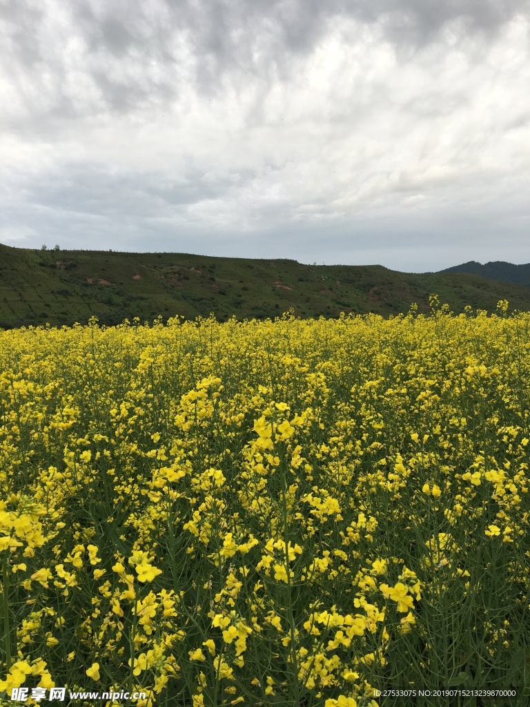 油菜花